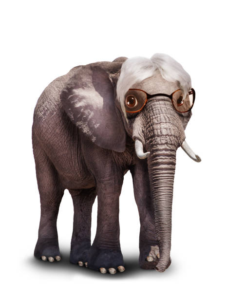Concept image of an old senior retired wise elephant wearing glasses and with white hair, mixed media illustration, isolated