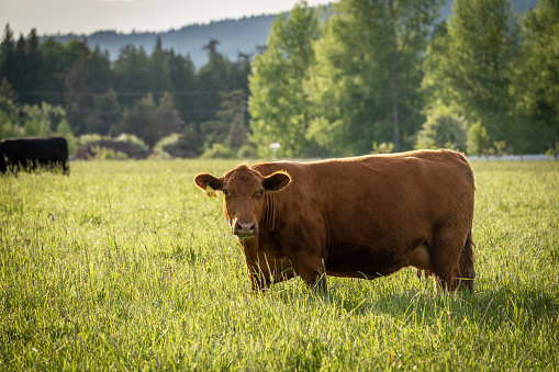 Cow grazing in a field near Victoria, BC.