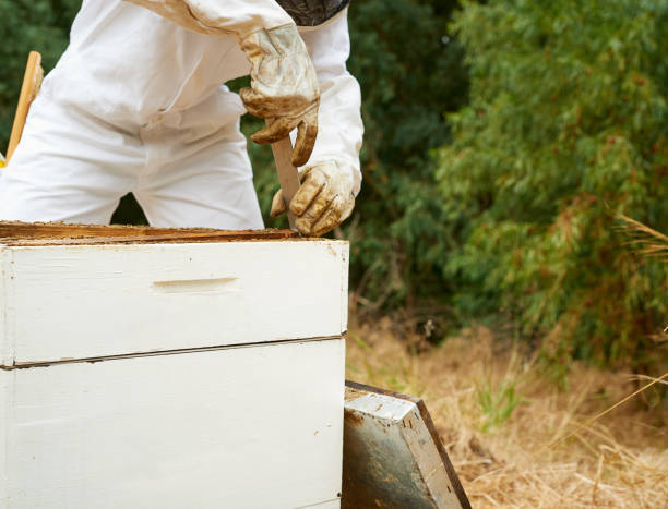 istock Shot of a man working with a hive frame on a farm 1331002379