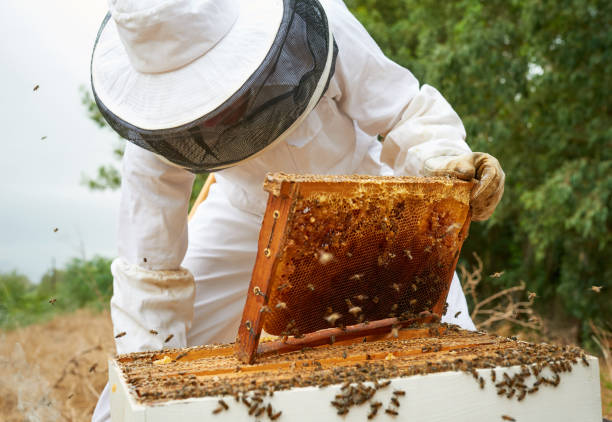 istock Shot of a man working with a hive frame on a farm 1331002387