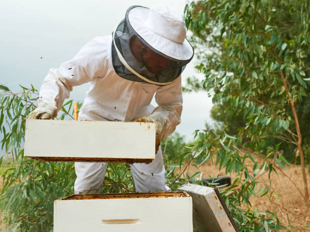 istock Shot of a man working with a hive frame on a farm 1331002409