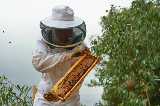 istock Shot of a man working with a hive frame on a farm 1331002416