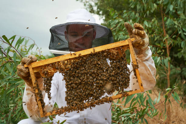 istock Shot of a man working with a hive frame on a farm 1331002417