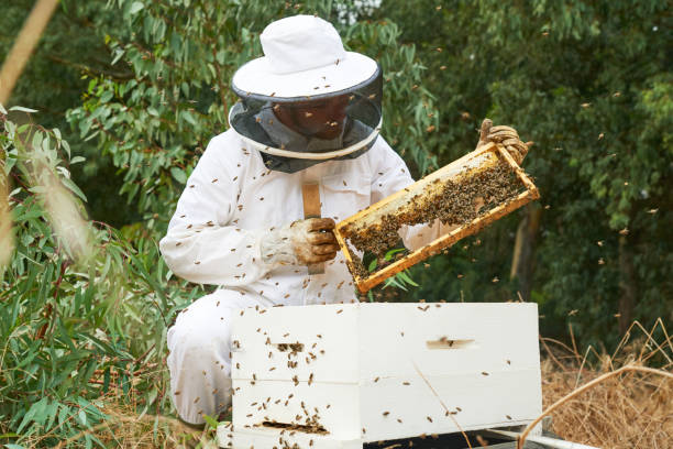 istock Shot of a man working with a hive frame on a farm 1331002418