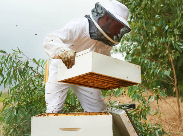 istock Shot of a man working with a hive frame on a farm 1331002419