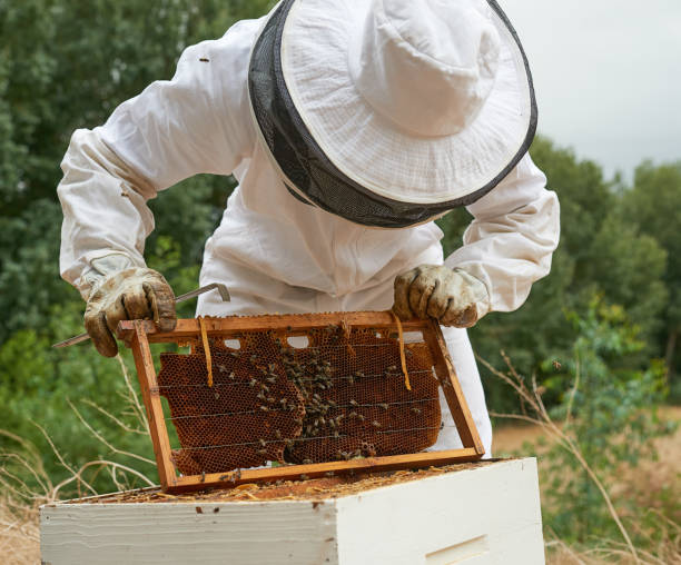 istock Shot of a man working with a hive frame on a farm 1331002431