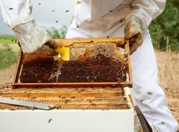 istock Shot of a man working with a hive frame on a farm 1331002467
