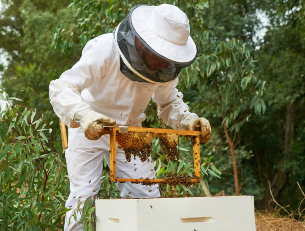 istock Shot of a man working with a hive frame on a farm 1331002479