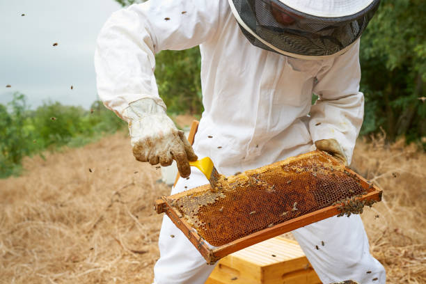 istock Shot of a man working with a hive frame on a farm 1331002481