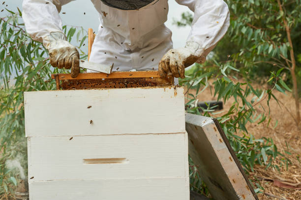 istock Shot of a man working with a hive frame on a farm 1331002493