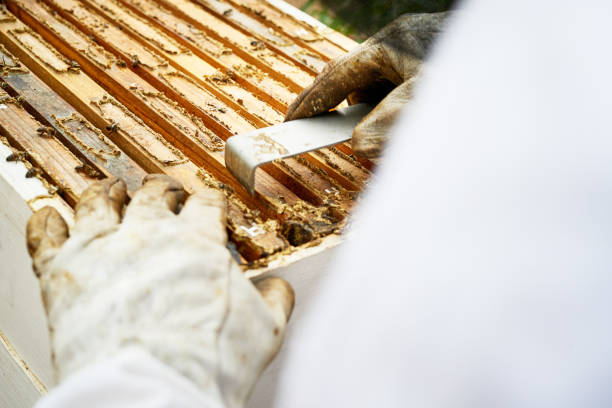 istock Shot of a man working with a hive frame on a farm 1331002505