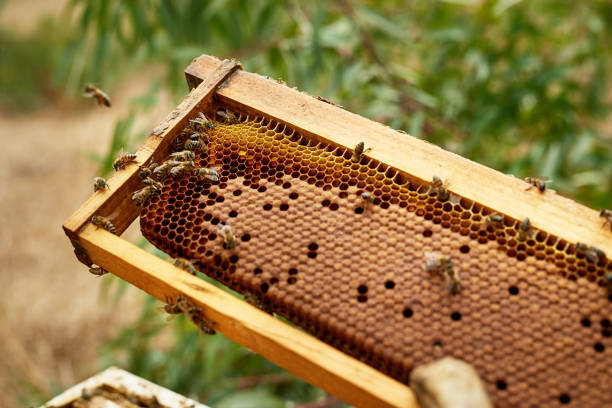 Honeybees bring the sweetest treats