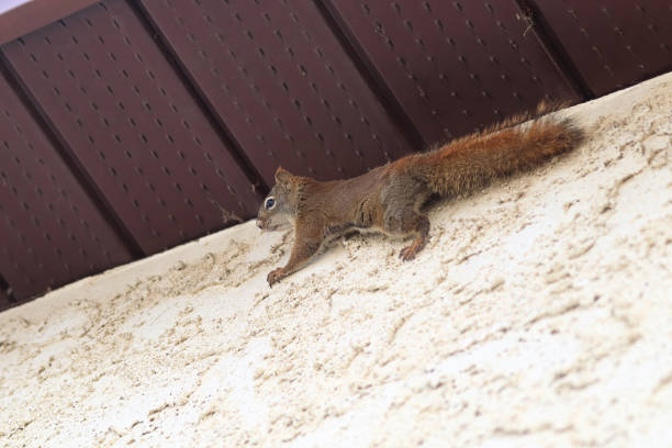 A squirrel climbing the stucco and side of a house A squirrel climbing the stucco and side of a house. deter stock pictures, royalty-free photos & images
