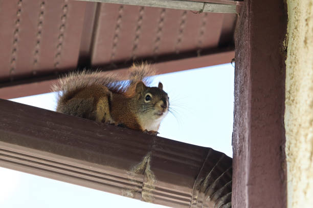 nahaufnahme eines eichhörnchens auf einem eavestrough - eichhörnchen stock-fotos und bilder