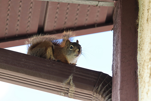 Closeup of a squirrel ontop of an eavestrough.