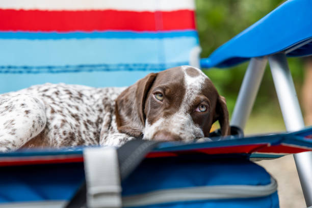 istock German Shorthaired Pointer Puppy Relaxing on Chair During Camping in Summer 1331007531