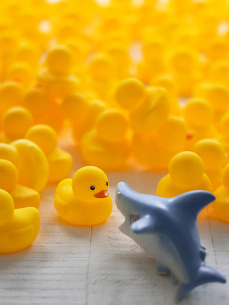 istock Ferocious rubber shark confronting, face to face, a yellow rubber duck within a large group of yellow rubber ducks that are fleeing the shark, set on white wood background. 1331010235