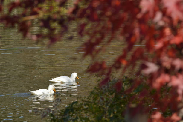 istock Sunny autumn day, two white ducks swimming in a pond 1331010444