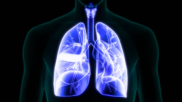 istock Human Respiratory System Lungs Anatomy 1331012347