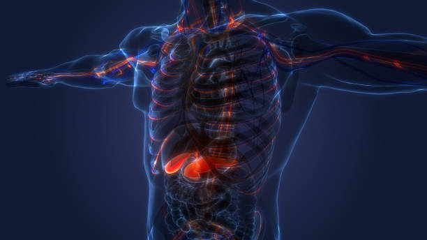 istock Human Internal Organ Pancreas with Gallbladder Anatomy 1331012358