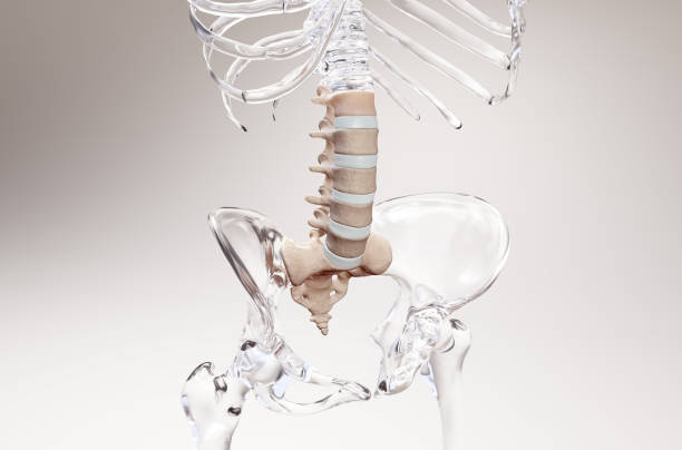 Lumbar Spine on Glass Skeleton 3D illustration of the lumbar region of the spine with a glass skeleton frame coccyx photos stock pictures, royalty-free photos & images