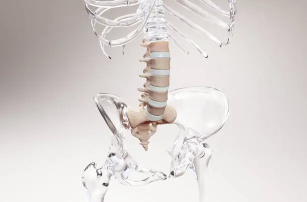 Photo of Lumbar Spine on Glass Skeleton