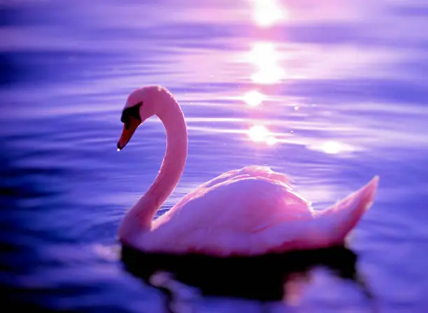 Photo of Side view photography of a white swan with unfocused water background and sun rays at sunset reflections