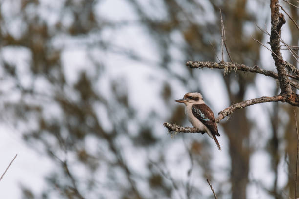 istock Laughing Kookaburra sitting in a tree. 1331017303
