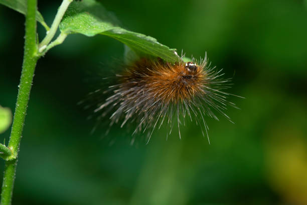 Giant moth caterpillar that has orange-brown hair on a small branch.