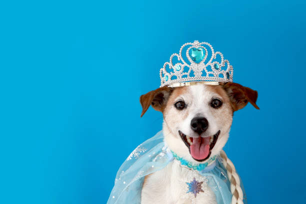 Dog pet in princess costume blue background stock photo