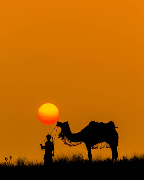 поцелуй солнца - camel fair стоковые фото и изображения