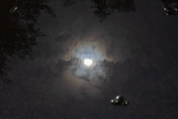 istock Defocused shot of puddle with fallen leaf and sun glare. Tree br 1331021648