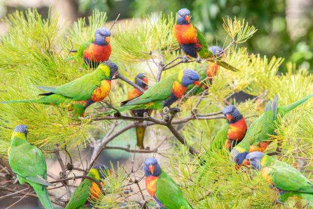 istock Group of colourful lorikeets in a tree 1331022497