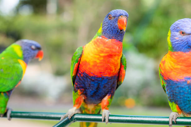 istock A colourful lorikeet looking inquisitive 1331022540