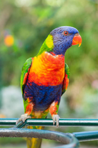 istock Close up of colourful lorikeet showing side view 1331022542