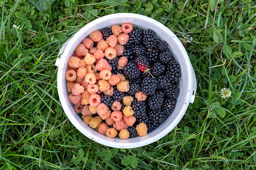 White plastic bucket with ripe yellow raspberries and blackberries stands in the grass, top view