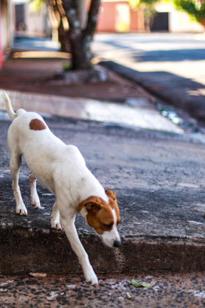 istock dog on the street 1331026800