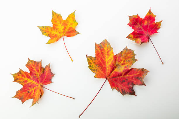 istock Autumnal orange leaves. Leaf isolated on white background. 1331027589