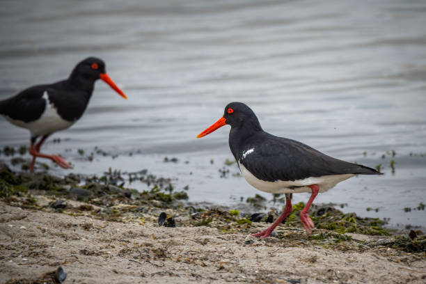 istock Australian Pied Oystercatcher (Haematopus longirostris) 1331027663