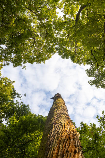 istock In the foreground is a green tree with a brown wooden trunk 1331027863