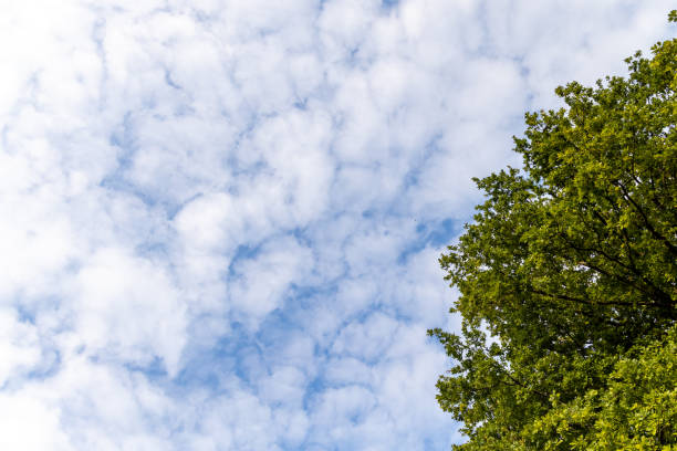 istock a blue sky with white veil clouds. In the foreground is a green tree. blue, white and green background. 1331028384