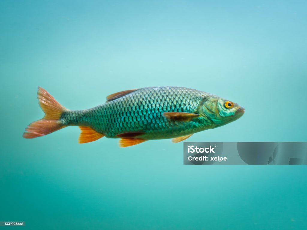 Common rudd (Scardinius erythropthalmus). Fish Stock Photo