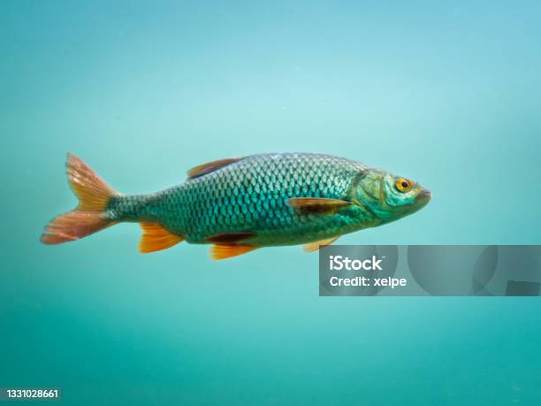 Common Rudd Stock Photo - Download Image Now - Fish, Swimming, Common Rudd