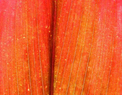Vertical detail of the veins and vascular network of patterns in a red orange yellow cordyline plant leaf. Close up reveals the surface imperfections including scraches and patches