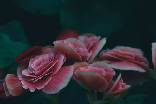 istock Luxury bouquet of roses 1331030463