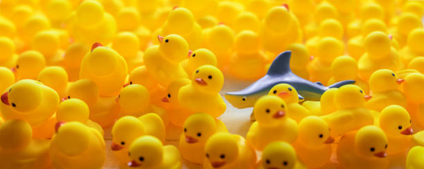 istock Ferocious rubber chasing a yellow rubber duck within a large group of yellow rubber ducks that are fleeing the shark. 1331031604