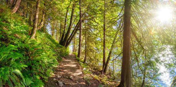 istock Panoramic View of Green and Vibrant Rain Forest 1331033339