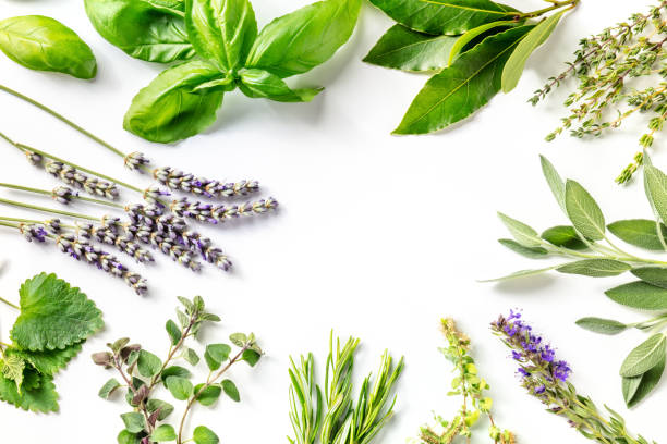 istock Fresh garden herbs banner with copy space. An overhead flat lay shot 1331034626