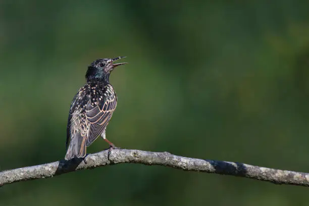 Photo of singing starling on a branch on a dark green blurred background