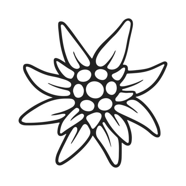 kontur edelweiss. symbol bawarii i wakacje oktoberfest. rzadki kwiat alpejski. - edelweiss stock illustrations
